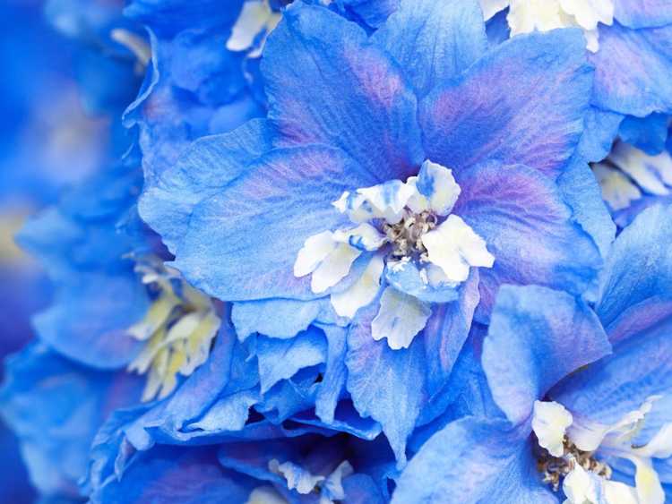 You are currently viewing 8 fleurs pour Hanoukka : des fleurs bleues et blanches pour célébrer Hanoukka