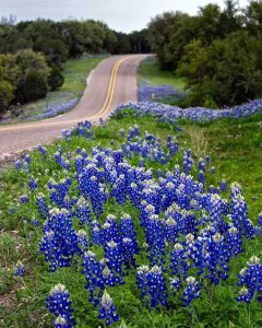 Lire la suite à propos de l’article Planter le long des routes – Conseils pour faire pousser des plantes à proximité des routes