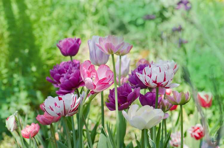 You are currently viewing Fleurs printanières rustiques : bulbes de climat frais pour une couleur printanière