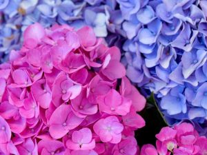 Lire la suite à propos de l’article Pourquoi les fleurs changent-elles de couleur – La chimie derrière le changement de couleur des fleurs