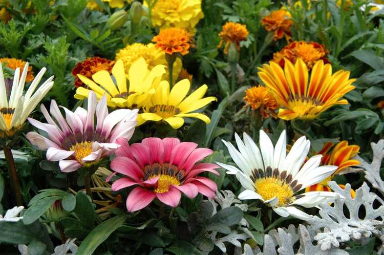 You are currently viewing Comment faire pousser des fleurs au trésor de Gazania : soins des fleurs de Gazania