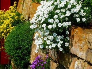 Lire la suite à propos de l’article Jardinage dans des murs en pierre – Idées pour planter des fleurs dans un mur