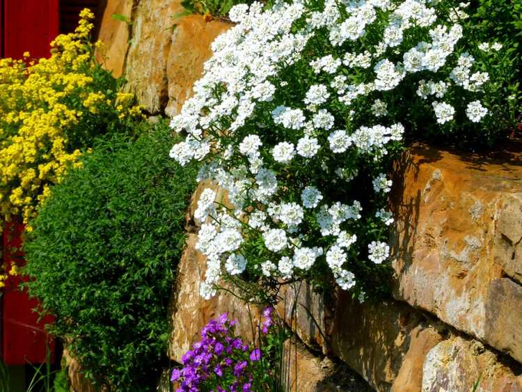 You are currently viewing Jardinage dans des murs en pierre – Idées pour planter des fleurs dans un mur