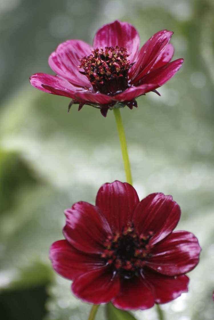 You are currently viewing Prendre soin des plantes Chocolate Cosmos : Cultiver des fleurs Chocolate Cosmos