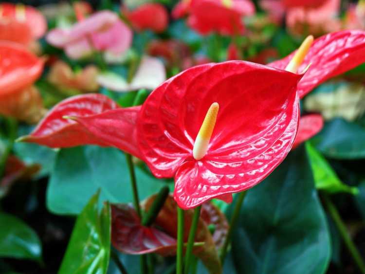 You are currently viewing Ravageurs des plantes de l'Anthurium – Lutte contre les insectes sur les Anthuriums