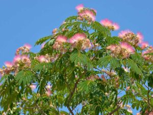 Lire la suite à propos de l’article Déplacer des mimosas: comment transplanter des mimosas dans le paysage