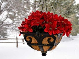 Lire la suite à propos de l’article Hivernage des paniers suspendus : comment protéger les plantes suspendues du gel ou du gel