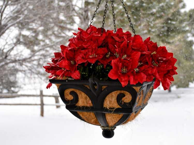 You are currently viewing Hivernage des paniers suspendus : comment protéger les plantes suspendues du gel ou du gel