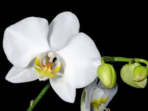 Lire la suite à propos de l’article Qu'est-ce que l'explosion des bourgeons d'orchidées – Qu'est-ce qui fait tomber les bourgeons des orchidées