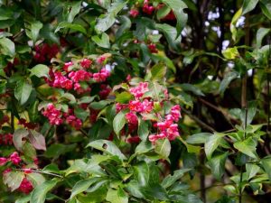 Lire la suite à propos de l’article Informations sur le buisson de broche Euonymus : Qu'est-ce qu'un buisson de broche