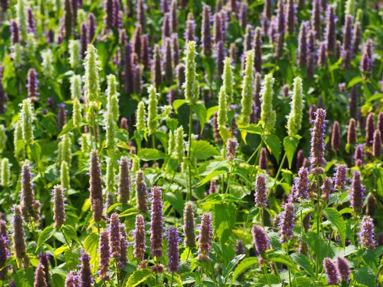 You are currently viewing Fleur d'Agastache – Comment faire pousser de l'Agastache