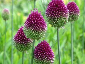 Lire la suite à propos de l’article Fleurs d'Allium de pilon : Conseils pour cultiver des alliums de pilon