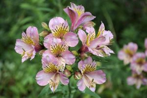 Lire la suite à propos de l’article Taille des lys péruviens : comment et quand tailler les fleurs d'alstroemeria