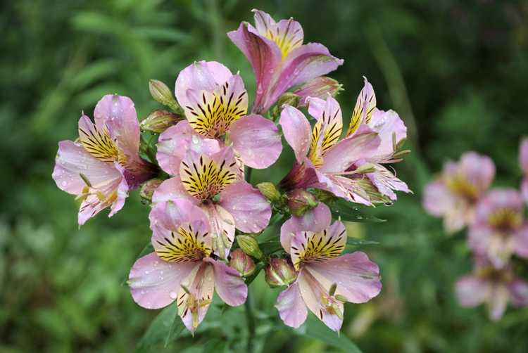 You are currently viewing Taille des lys péruviens : comment et quand tailler les fleurs d'alstroemeria