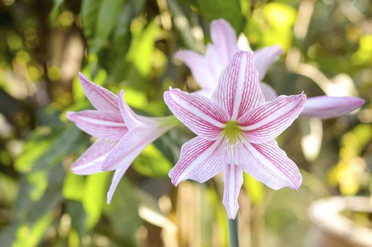 You are currently viewing Plantation d'amaryllis à l'extérieur – Apprenez à cultiver des amaryllis dans le jardin