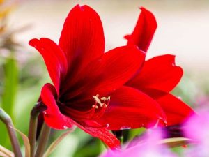 Lire la suite à propos de l’article Refloration des fleurs d'amaryllis – Prendre soin de faire fleurir à nouveau une amaryllis