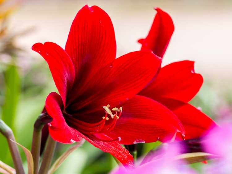 You are currently viewing Refloration des fleurs d'amaryllis – Prendre soin de faire fleurir à nouveau une amaryllis