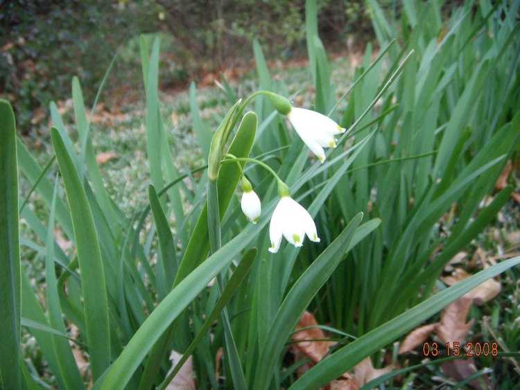 You are currently viewing Cultiver du Leucojum de flocon de neige : découvrez les bulbes de flocon de neige de printemps et d'été