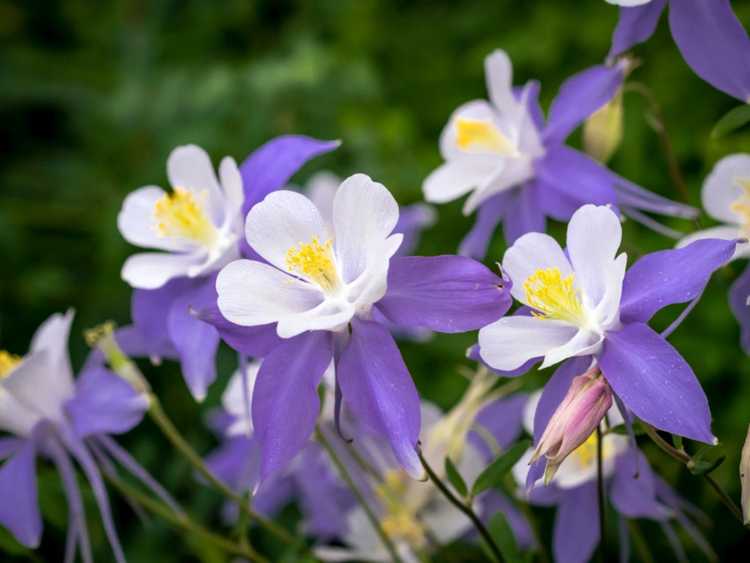 Lire la suite à propos de l’article Variétés d'ancolies : sélection d'ancolies pour le jardin