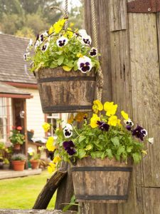 Lire la suite à propos de l’article Guide du jardinage en pot d’automne et d’hiver