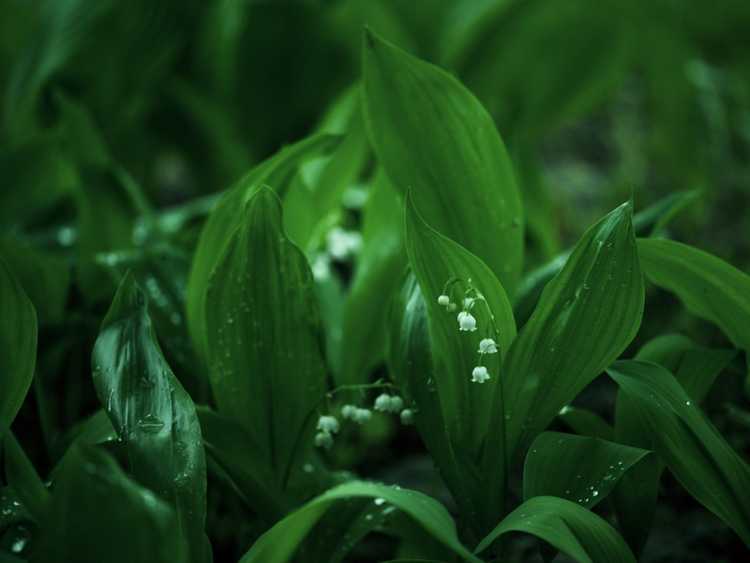 You are currently viewing Bulbes pour jardins ombragés : comment faire pousser des bulbes à fleurs à l’ombre