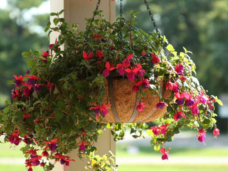 Lire la suite à propos de l’article Fleurs d'ombre suspendues: fleurs tolérantes à l'ombre pour paniers suspendus