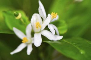 Lire la suite à propos de l’article Kumquat ne fleurit pas : comment faire fleurir un arbre Kumquat