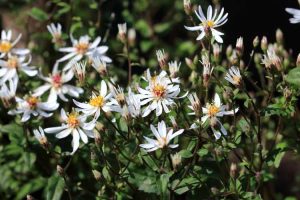 Lire la suite à propos de l’article Variétés d'aster blanc – Asters communs blancs