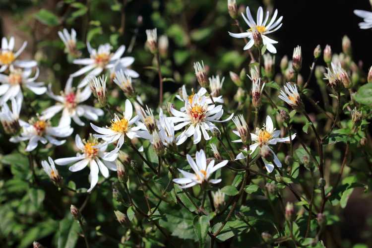 You are currently viewing Variétés d'aster blanc – Asters communs blancs