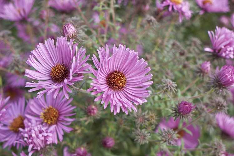 Lire la suite à propos de l’article Variétés de plantes d'aster – Découvrez les différents types d'aster