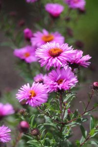 Lire la suite à propos de l’article Cultiver des asters roses – En savoir plus sur les variétés d'asters roses