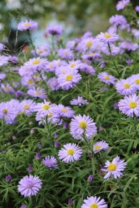 Lire la suite à propos de l’article Quand les asters fleurissent: que faire si les plantes d'aster ne fleurissent pas