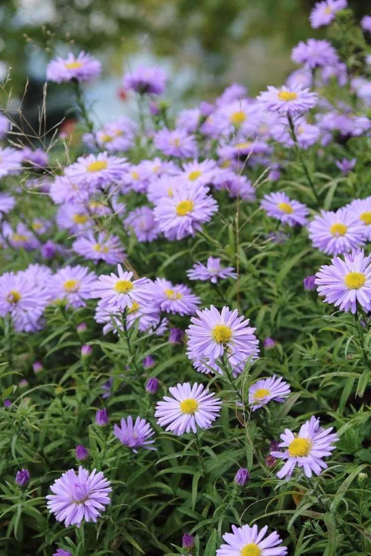 Lire la suite à propos de l’article Quand les asters fleurissent: que faire si les plantes d'aster ne fleurissent pas