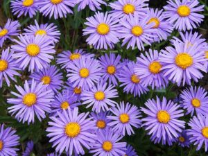 Lire la suite à propos de l’article Oïdium des asters : traiter un aster avec l'oïdium