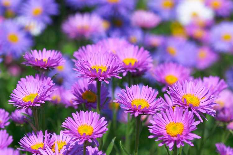 You are currently viewing Cultiver des asters – Comment faire pousser des fleurs d'aster dans votre jardin