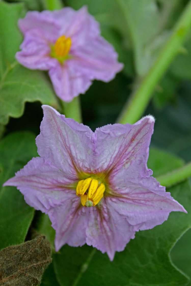 You are currently viewing Pouvez-vous polliniser une aubergine à la main : conseils pour polliniser les aubergines à la main