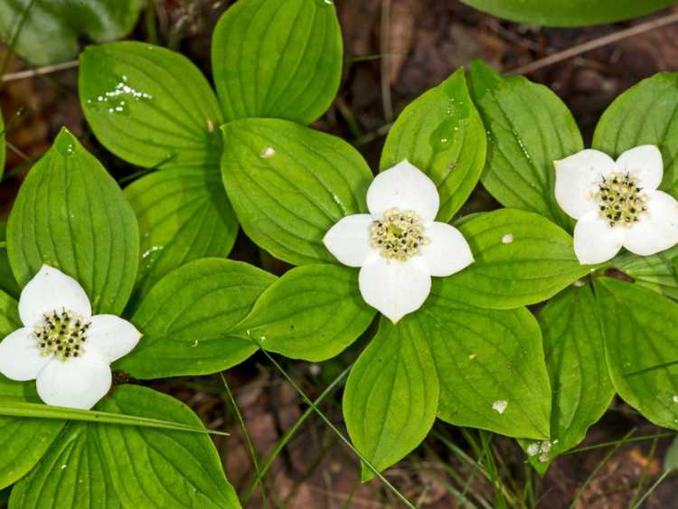 You are currently viewing Bunchberry Vine: Conseils pour prendre soin du cornouiller Bunchberry