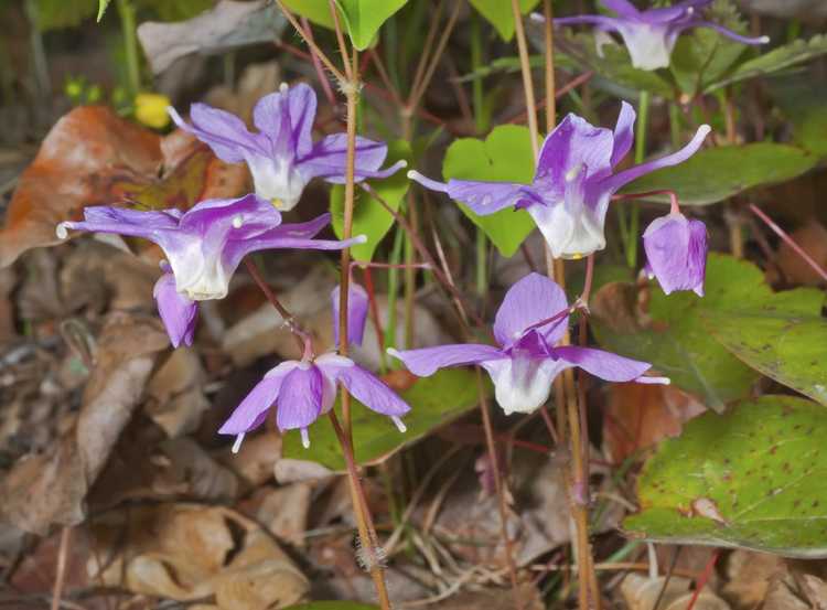 You are currently viewing Informations sur les plantes de Barrenwort – Conseils sur la culture des fleurs de Barrenwort