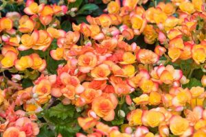 Lire la suite à propos de l’article Traitement Begonia Botrytis – Comment contrôler le Botrytis du bégonia