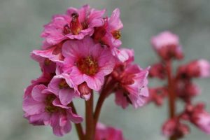 Lire la suite à propos de l’article Propagation des graines de Bergenia : Comment planter des graines de Bergenia