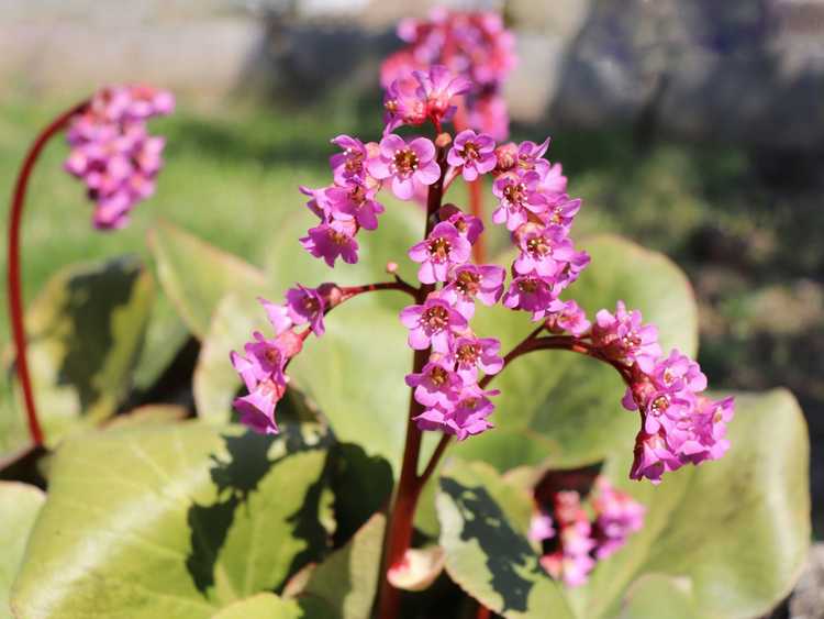 You are currently viewing Informations sur Bergenia : Comment prendre soin d'une plante de Bergenia