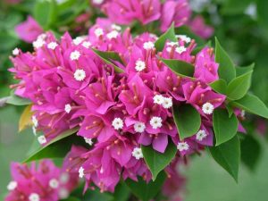 Lire la suite à propos de l’article Le bougainvillier est d'une couleur différente : pourquoi mon bougainvillier a-t-il changé de couleur