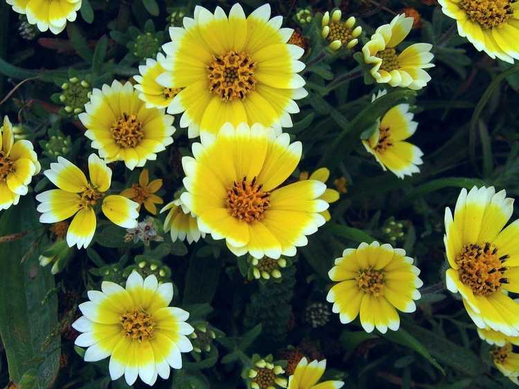 Lire la suite à propos de l’article Plantation Tidy Tips : En savoir plus sur la culture de fleurs Tidy Tips
