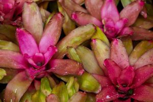 Lire la suite à propos de l’article Faits sur la Neoregelia Bromeliad – En savoir plus sur les fleurs de Neoregelia Bromeliad