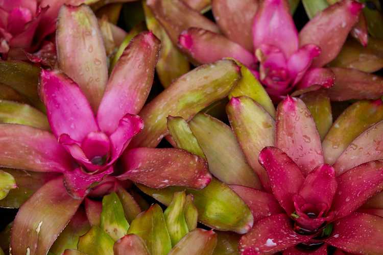 You are currently viewing Faits sur la Neoregelia Bromeliad – En savoir plus sur les fleurs de Neoregelia Bromeliad