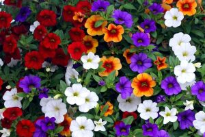 Lire la suite à propos de l’article Cultiver un million de cloches de Calibrachoa : informations croissantes et soins de Calibrachoa