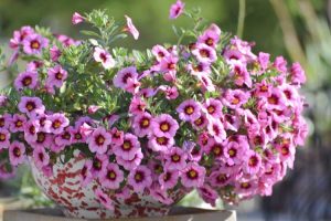 Lire la suite à propos de l’article Pas de fleurs sur Calibrachoa – Conseils pour faire fleurir Calibrachoa