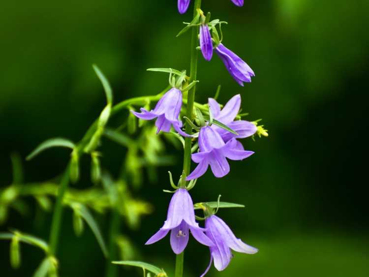 Lire la suite à propos de l’article Propagation de la campanule – Comment planter des graines de campanule