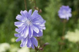 Lire la suite à propos de l’article Taille des plants de chicorée : la chicorée doit-elle être taillée