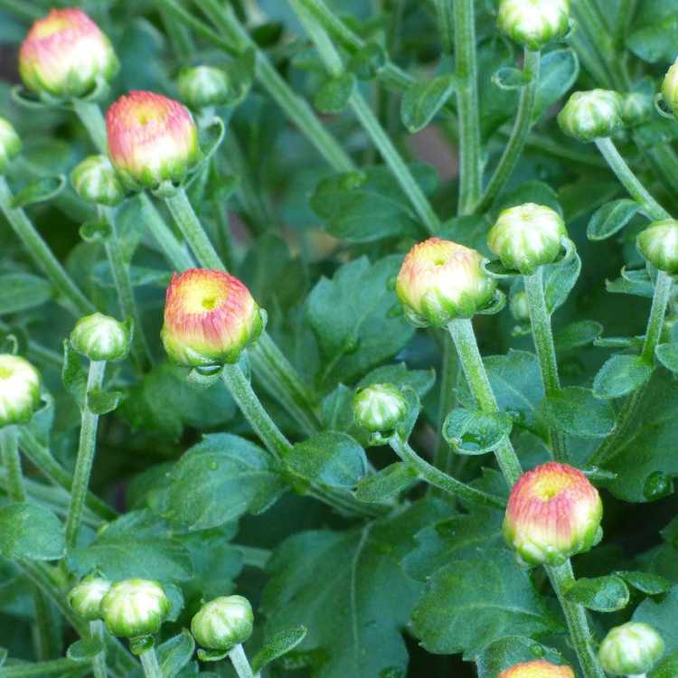 Lire la suite à propos de l’article Saison de floraison des chrysanthèmes : encourager les fleurs chez les mamans